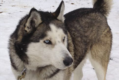 Breckenridge Colorado Adopt a Sled Dog