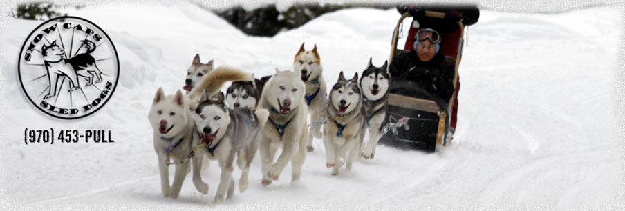 Breckenridge Colorado Dogsledding Summer Activites