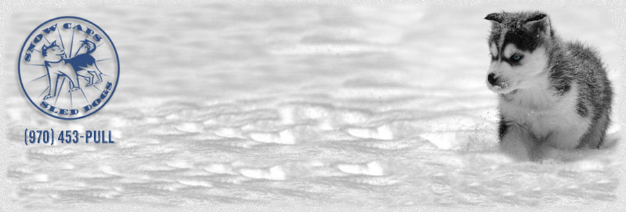 Breckenridge Colorado Dogsled Puppies