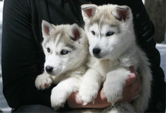 Contact Snow Caps Sled Dogs Breckenridge Colorado